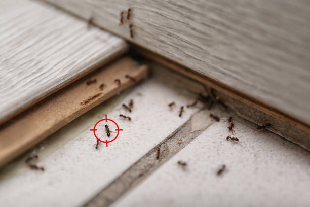 Como, MS Pest Control Company