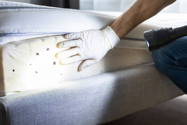 Best Pest Control Treatment  in Como, MS